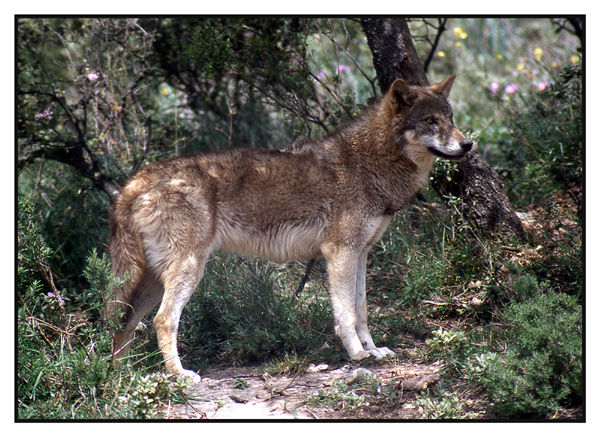 European Wolf